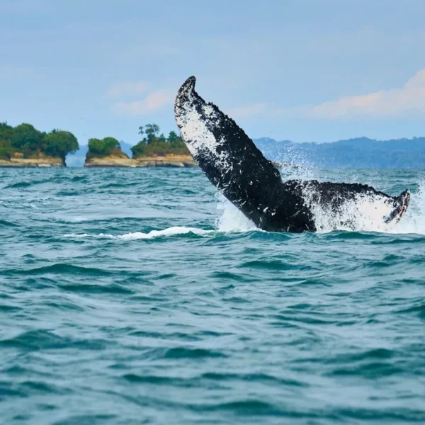 Avistamiento de Ballenas en Juanchaco