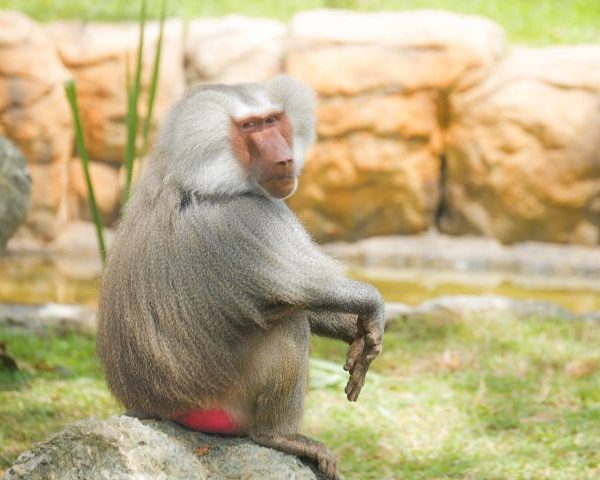 BioParque Ukumarí