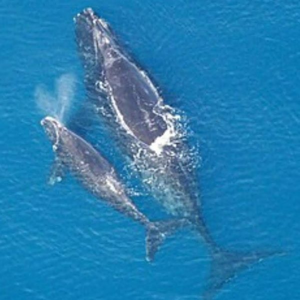Avistamiento de Ballenas