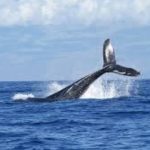 Avistamiento de Ballenas